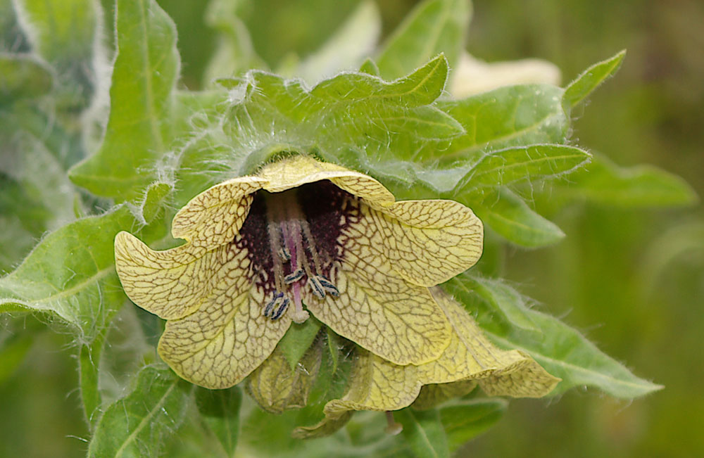 Hyoscyamus niger / Giusquiamo nero